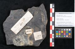 Foto (Objekt + Etikett) von Cupanites novae zeelandiae Ettingshausen (NHMW-GEO-2024-0188-10255)